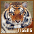 tigers